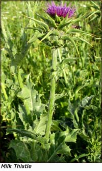 picture of milk thistle