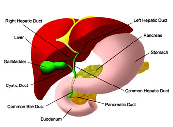 Anatomy of the liver.