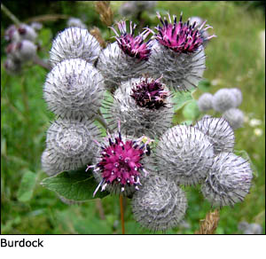 Liver supplements like burdock extract can be found i capsule form: Picture of burdock flowers.