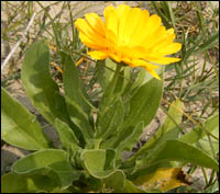 As a liver supplements herb calendula is supposed to have cleansing abilites.