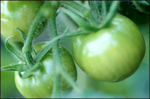 Green tomatoes are great to include in your liver diet.