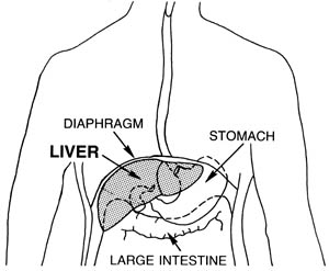 Drawing of upper body with the liver highlighted: where is the liver?