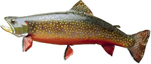 Fish are a healthy element in a liver cleansing diet: Picture of a trout.