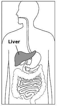 Picture of where the liver is placed in the body.