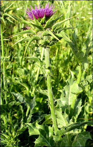 Milk thistle is plant that which medicinal effects have been known for a long time.