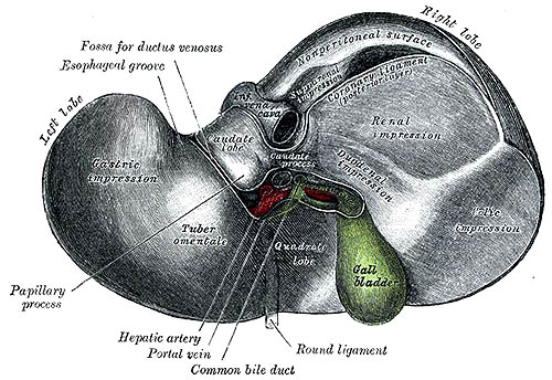 Anatomical drawing of the liver.